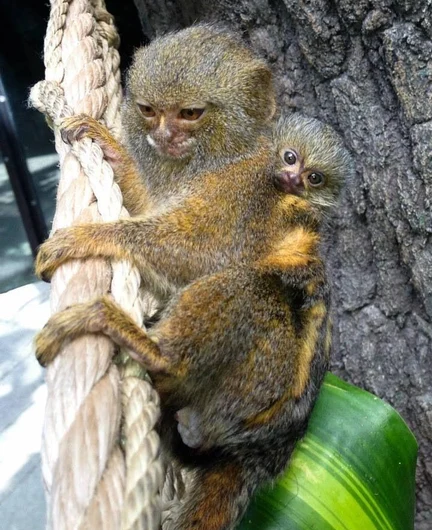aeb50c54-27c9-4d3d-9022-2f1d090c59ed-pygmymarmoset.jpg